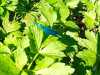 IMG-20220531-WA0013